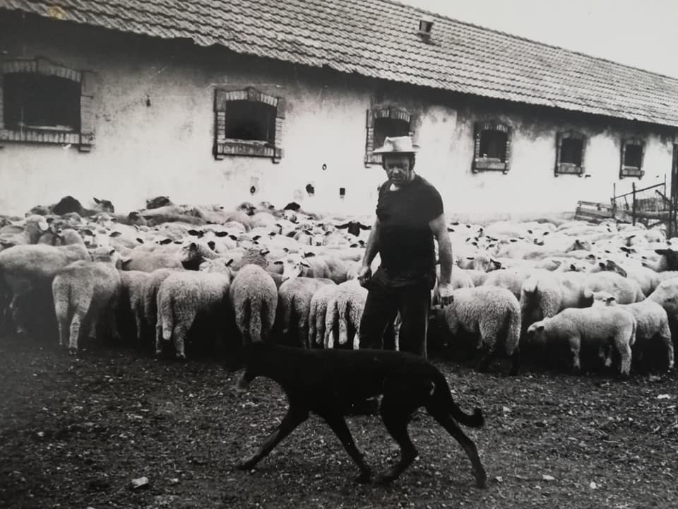 Marcel Fleury  ses moutons à Grandvillars lui ont pris beaucoup de temps... Et ses filles aussi 🤣🤣🤣