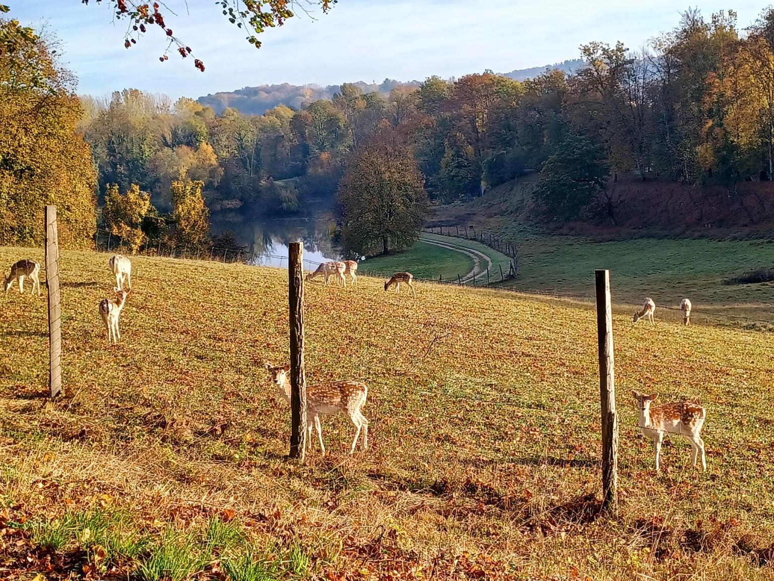 Parc a Daims étang