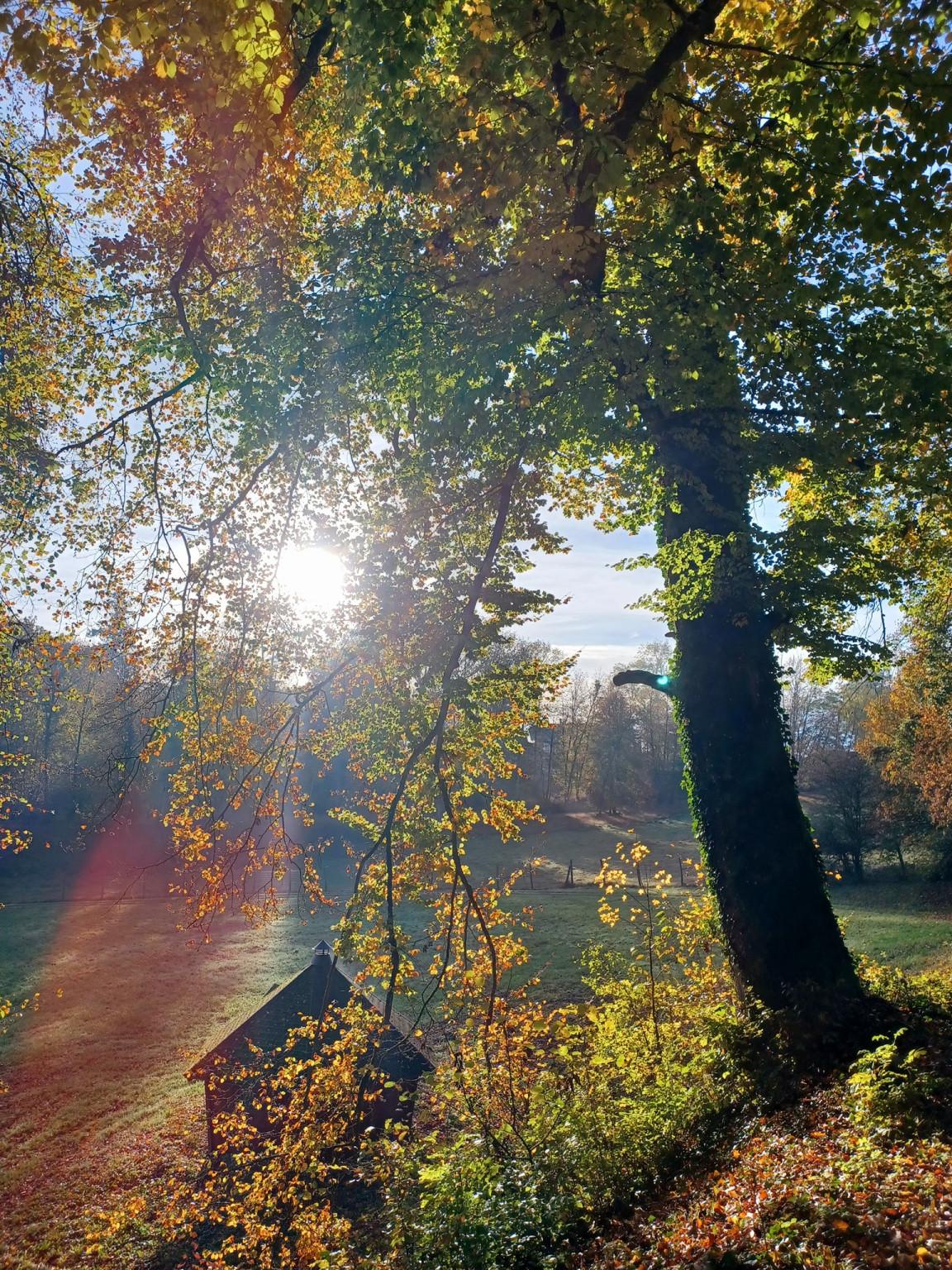 Parc a Daims étang