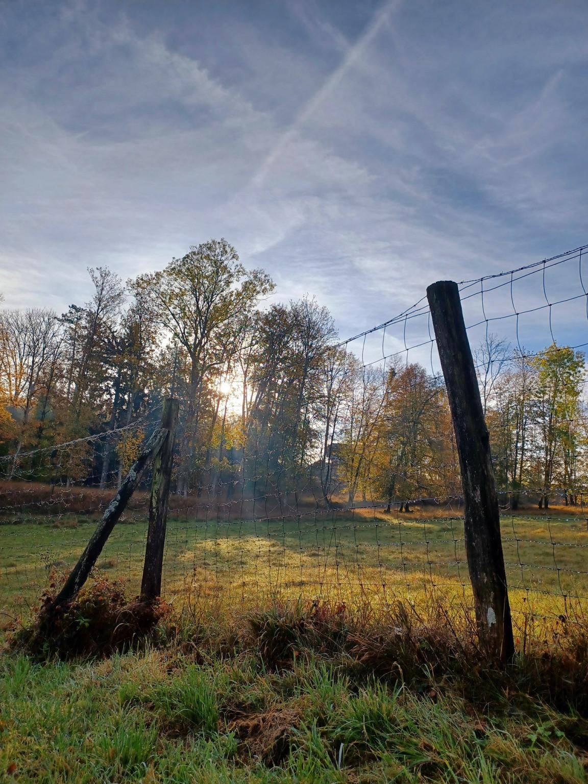 Parc a Daims étang