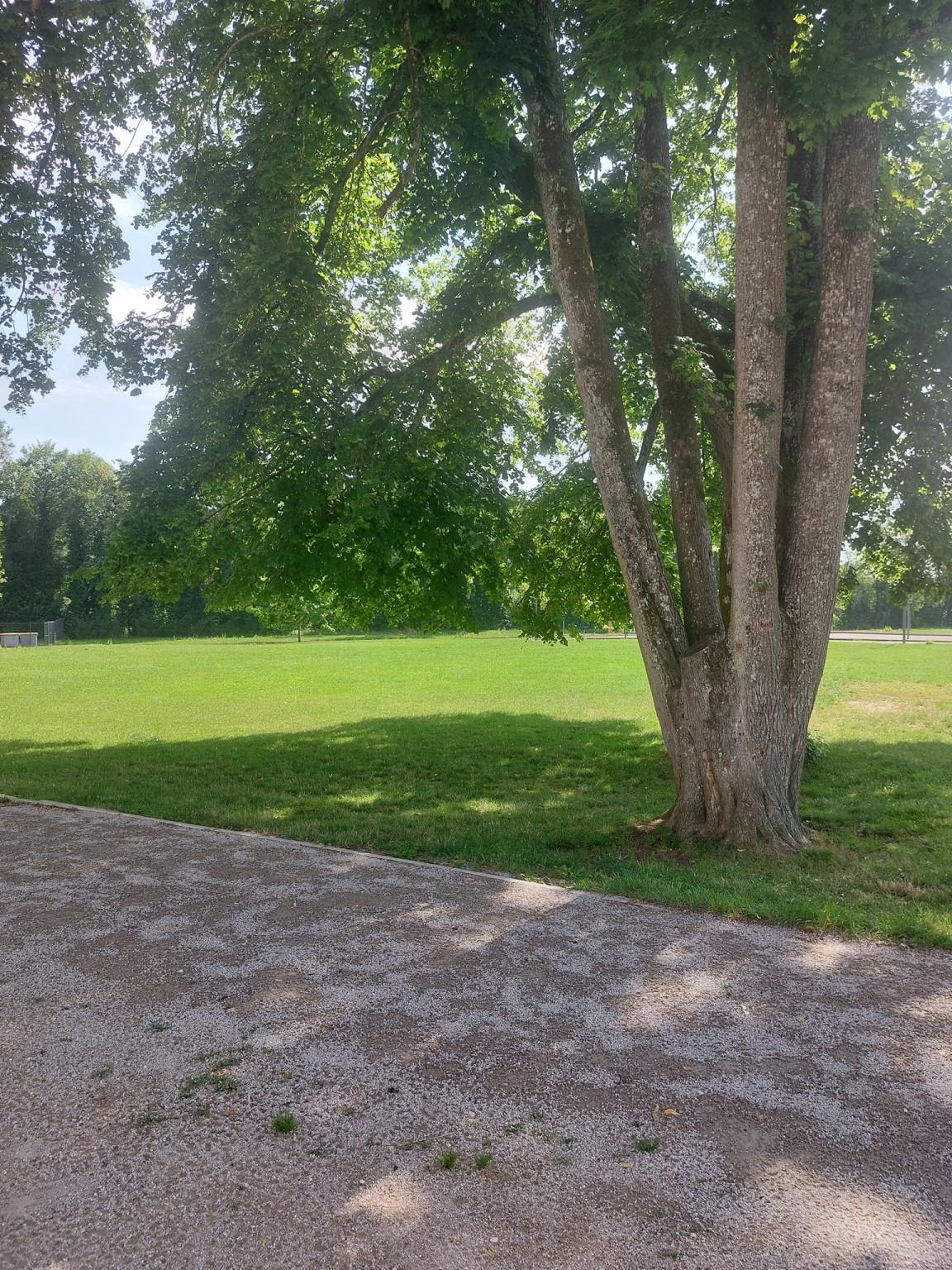 un des dernier arbres  Parc du Château